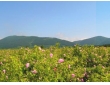 Valley of Roses, Kazanlak