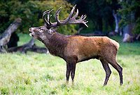Copenhagen Denmark deer park