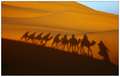 Western
 Sahara Desert, Morocco