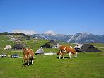 Velika planina