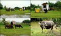 003SlideShowNthVietnam66