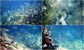 Snorkel2