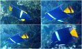 Snorkel4