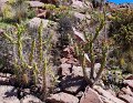 S70120Pan25
