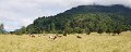 S70202Pan21