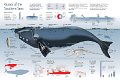 SouthernRightWhale