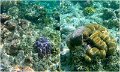 03Coral3