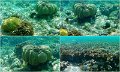03Coral7