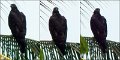 Eagle1