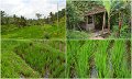 Day5_Jatiluwih2