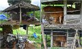 Day5_Jatiluwih4