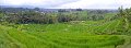 Day5_Jatiluwih_Pan06