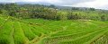 Day5_Jatiluwih_Pan07