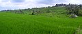 Day5_Jatiluwih_Pan09a