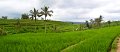 Day5_Jatiluwih_Pan10