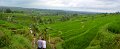 Day5_Jatiluwih_Pan12