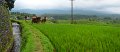 Day5_Jatiluwih_Pan13