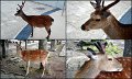 06_Miyajima32