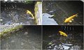 08_Aomori36