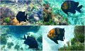 Snorkel16
