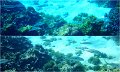 Snorkel10