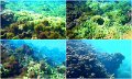 Snorkel14