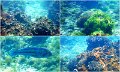 Snorkel15