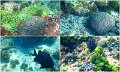 Snorkel2