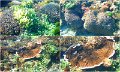 Snorkel4
