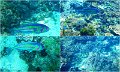 Snorkel8