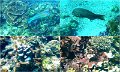 Snorkel9
