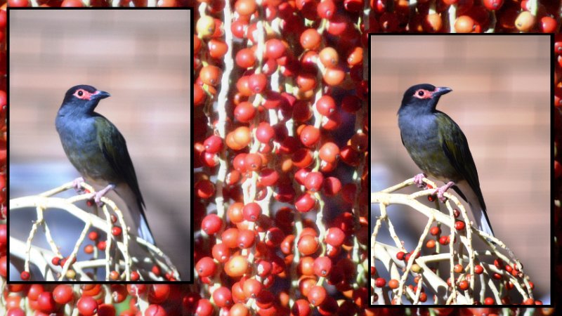 FigBirdc.jpg - At home, regular visitors are the Australasian Fig Birds feeding on the Alexander palm seeds. The Alexander palm is a native to North Queensland.
