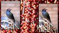 FigBirdc