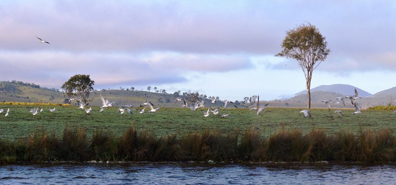 05SomersetPan04.JPG - Mostly large Terns