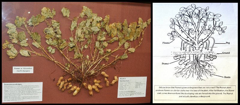 06gKingaroy.jpg - Kingaroy; Peanut plant display