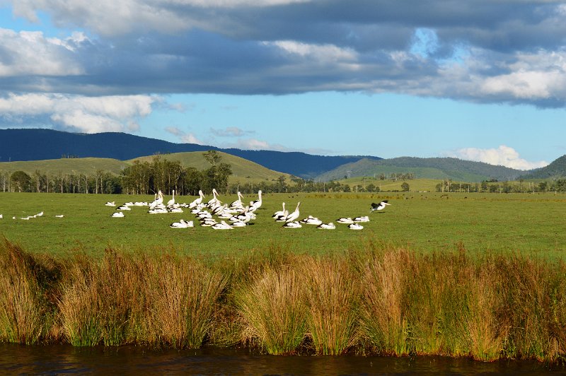 DSC_0004.JPG - A  large number of Pelicans at Lake Somesrset to breed and rear thier young. 