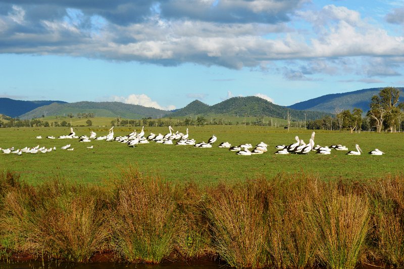 DSC_0006.JPG - A  large number of Pelicans with Silver Gulls and some of the larger breed of Tern; at Lake Somesrset  