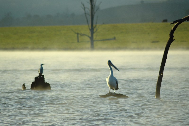 DSC_0007.JPG - A misty morning at Lake Somesrset 