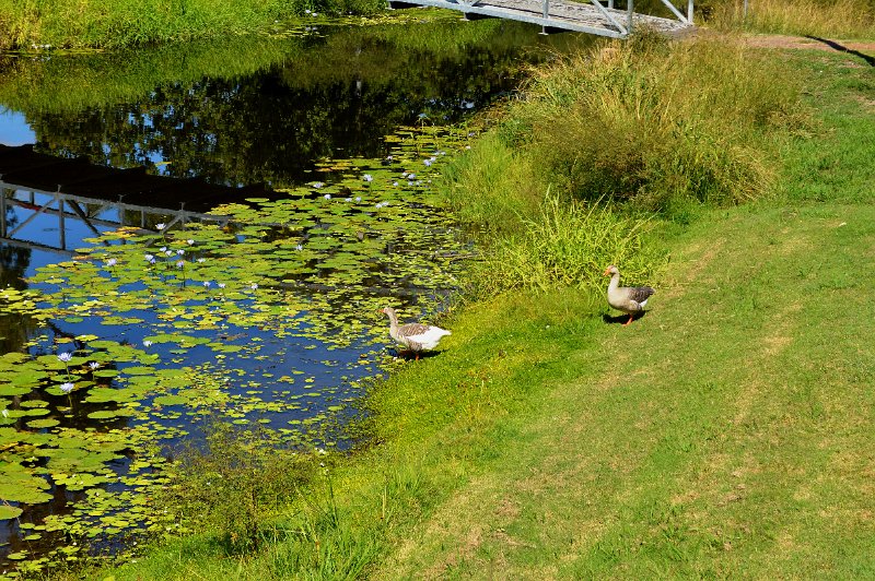 DSC_0010d.JPG - Eidsvold; wild geese