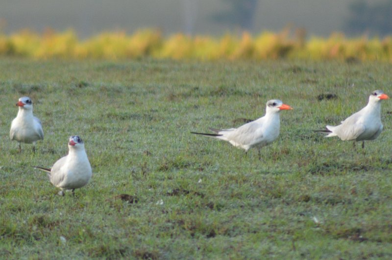 DSC_0025.JPG - Mostly large Terns
