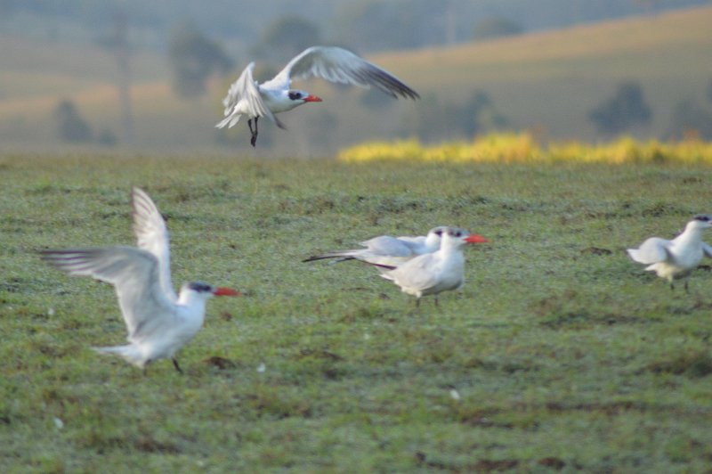 DSC_0028.JPG - Mostly large Terns