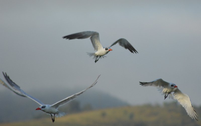 DSC_0029.JPG - Mostly large Terns - about 1m wingspan