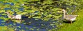 DSC_0011crop