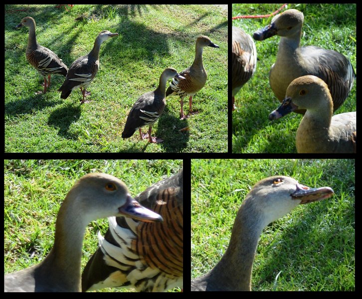 01Bowen.jpg - At the caravan park, Plumed Whistling-Ducks
