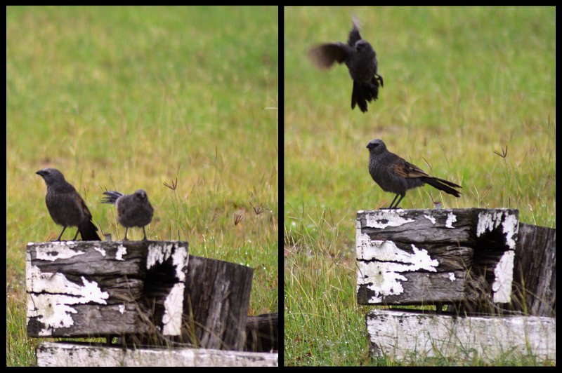 08Mackay.jpg - At Marlborough, Apostlebirds; aka - Grey Jumper, Happy Family, Lousy Jack, Twelve Apostles (page 446)