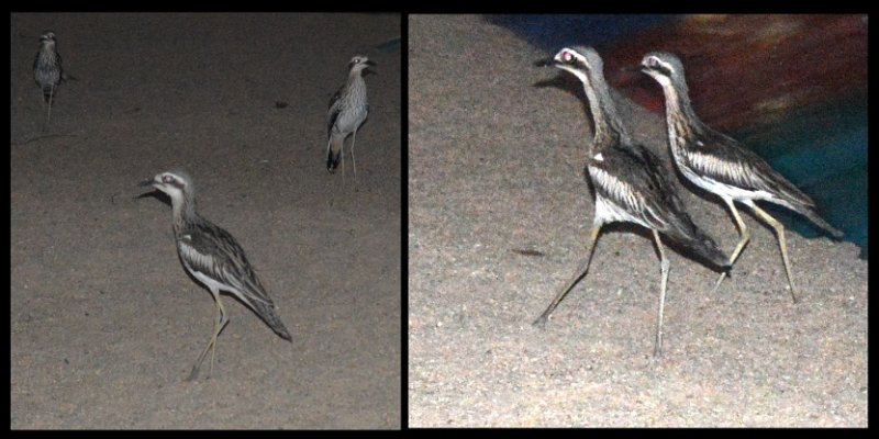 12Airlie.jpg - At the caravan park, Bush Stone-Curlew (page 176)