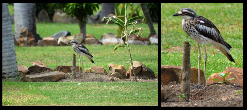12Airlie1.jpg - At the caravan park, Bush Stone-Curlew