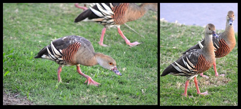 12Airlie3.jpg - At the caravan park, Plumed Whistling-Ducks