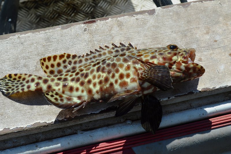 DSC_0011.JPG - Our fishing trip to the reasonably sheltered Double Bay - a pretty Cod (released of course)
