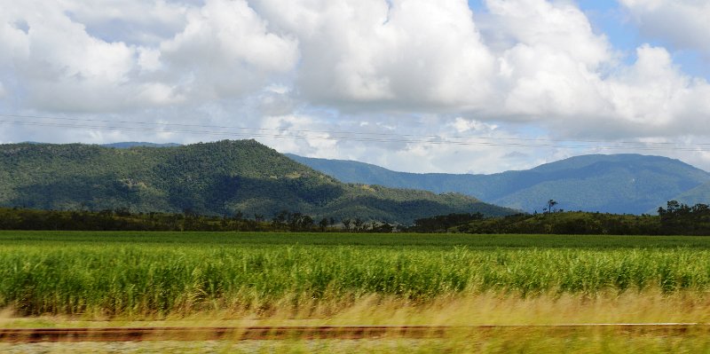 DSC_0032.JPG - Whitsunday cane fields